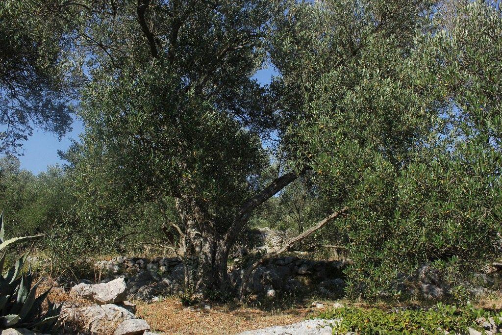 Secluded Fisherman'S Cottage Cove Magrovica - Telascica, Dugi Otok - 8142 Сали Екстер'єр фото